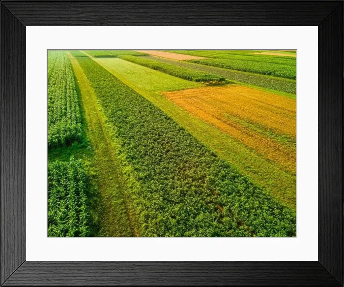 Framed Print : Colorful Rows of Plants Crop in Farm Fields at Summer Framed Print : Colorful Rows of Plants Crop in Farm Fields at Summer