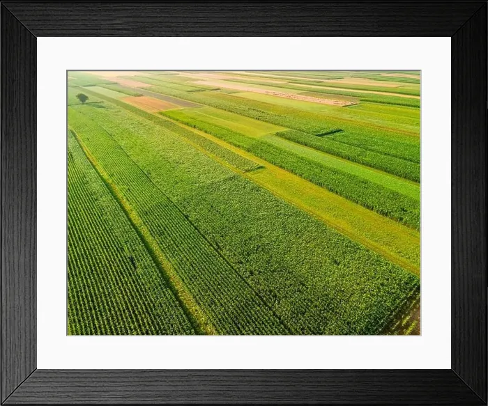 Framed Print : Colorful Rows of Plants Crop in Farm Fields at Summer Framed Print : Colorful Rows of Plants Crop in Farm Fields at Summer