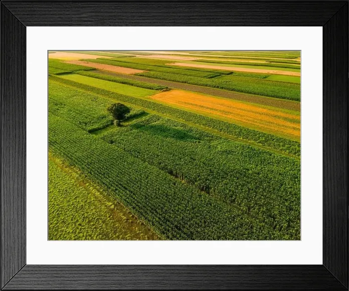 Framed Print : Lonely Tree Stand Out of Colorful Crop Farm Fields in Agriculture Landscape in Slovenia Countryside Framed Print : Lonely Tree Stand Out of Colorful Crop Farm Fields in Agriculture Landscape in Slovenia Countryside