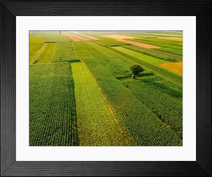 Framed Print : Lonely Tree Stand Out of Colorful Crop Farm Fields in Agriculture Landscape in Slovenia Countryside Framed Print : Lonely Tree Stand Out of Colorful Crop Farm Fields in Agriculture Landscape in Slovenia Countryside