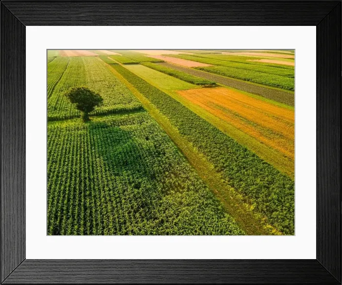 Framed Print : One Tree Stand Out of Crop Fields in Picturesque Countryside Landscape Framed Print : One Tree Stand Out of Crop Fields in Picturesque Countryside Landscape