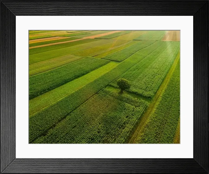 Framed Print : Lonely Tree Stand Out of Colorful Crop Farm Fields in Agriculture Landscape in Slovenia Countryside Framed Print : Lonely Tree Stand Out of Colorful Crop Farm Fields in Agriculture Landscape in Slovenia Countryside