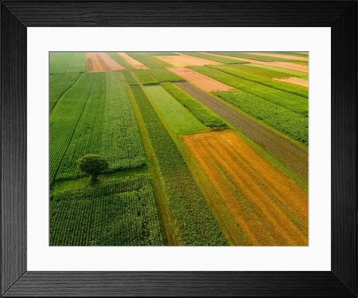 Framed Print : Lonely Tree in Agriculture Crop Fields Drone View Framed Print : Lonely Tree in Agriculture Crop Fields Drone View