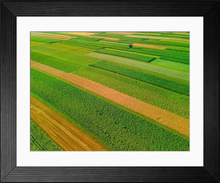 Framed Print : Colorful Plants in Agriculture Fields Drone View Framed Print : Colorful Plants in Agriculture Fields Drone View