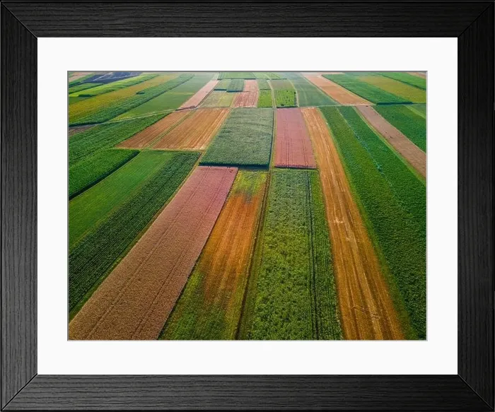 Framed Print : Colorful Plants in Agriculture Fields Drone View Framed Print : Colorful Plants in Agriculture Fields Drone View