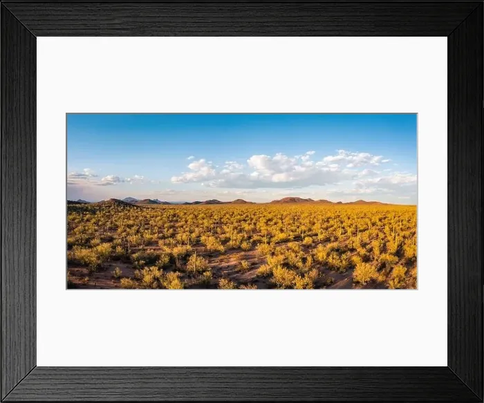 Framed Print : Aerial Panorama of Saguaro Forest in warm afternoon sunlight