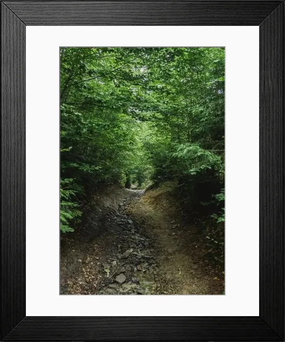 Framed Print : Country road through dense spruce green forest on spring morning Framed Print : Country road through dense spruce green forest on spring morning