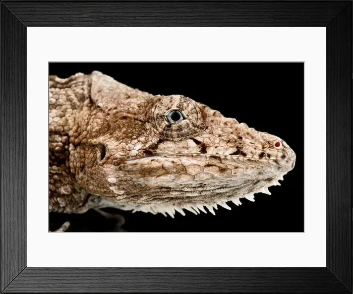 Framed Print : Western bearded anole (Xiphosurus barbatus) Framed Print : Western bearded anole (Xiphosurus barbatus)