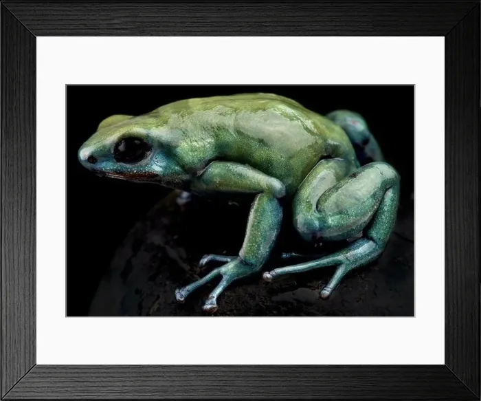 Framed Print : Metallic green dart frog (Dendrobates auratus) Framed Print : Metallic green dart frog (Dendrobates auratus)