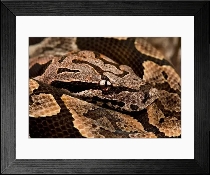 Framed Print : Dumeril's boa (Acrantophis dumerili) Framed Print : Dumeril's boa (Acrantophis dumerili)