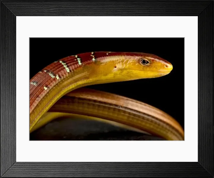 Framed Print : Hart's Glass Lizard (Dopasia harti) Framed Print : Hart's Glass Lizard (Dopasia harti)