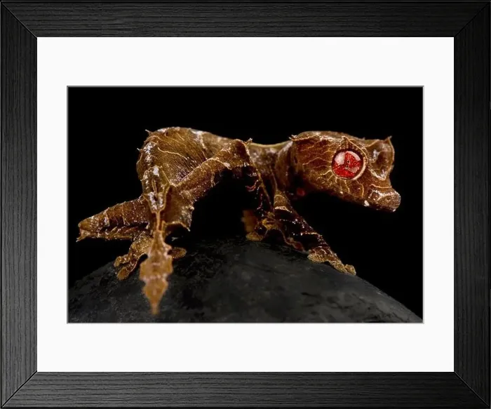 Framed Print : Spearpoint leaf-tailed gecko (Uroplatus ebenaui) Framed Print : Spearpoint leaf-tailed gecko (Uroplatus ebenaui)