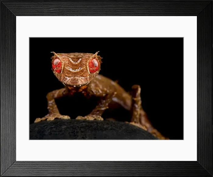 Framed Print : Spearpoint leaf-tailed gecko (Uroplatus ebenaui) Framed Print : Spearpoint leaf-tailed gecko (Uroplatus ebenaui)