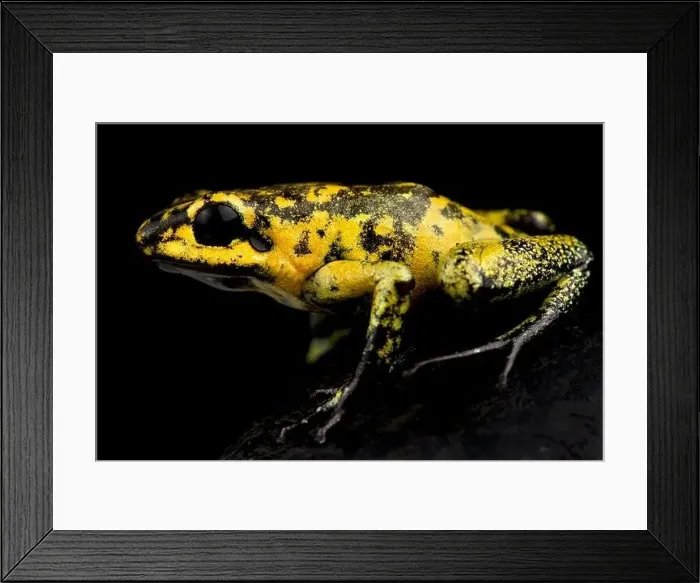 Framed Print : golden poison frog (Phyllobates terribilis)