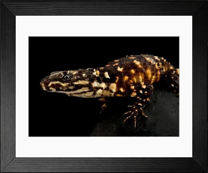Framed Print : Warren's Girdled Lizard (Smaug warreni) Framed Print : Warren's Girdled Lizard (Smaug warreni)