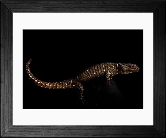 Framed Print : Van Dam's girdled lizard (Smaug vandami) Framed Print : Van Dam's girdled lizard (Smaug vandami)