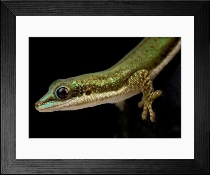 Framed Print : Malamakibo daygecko (Phelsuma malamakibo) Framed Print : Malamakibo daygecko (Phelsuma malamakibo)