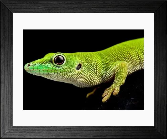 Framed Print : Pemba Island day gecko (Phelsuma parkeri) Framed Print : Pemba Island day gecko (Phelsuma parkeri)