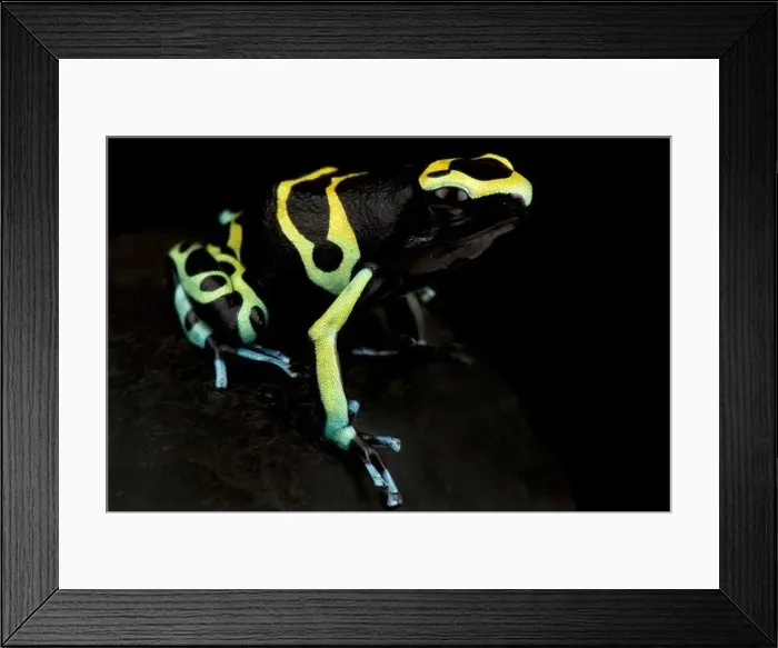 Framed Print : Yellow-banded poison frog (Dendrobates leucomelas) Framed Print : Yellow-banded poison frog (Dendrobates leucomelas)