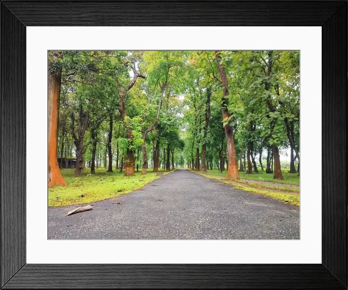 Framed Print : Down angle view of a street in a forest located at bangladesh Framed Print : Down angle view of a street in a forest located at bangladesh