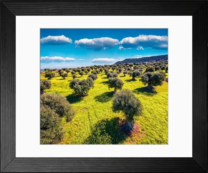 Framed Print : View from flying drone. Aerial view of olive garden with blooming yellow flowers Framed Print : View from flying drone. Aerial view of olive garden with blooming yellow flowers