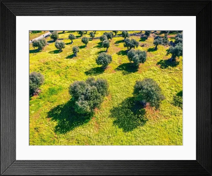 Framed Print : Colorful spring view straight-down from flying drone of olive garden Framed Print : Colorful spring view straight-down from flying drone of olive garden