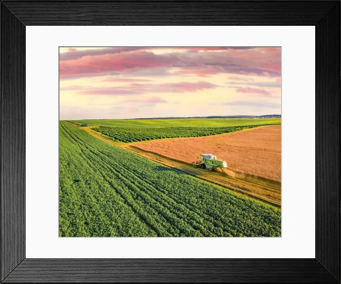 Framed Print : Combine harvester on the field of wheat Framed Print : Combine harvester on the field of wheat