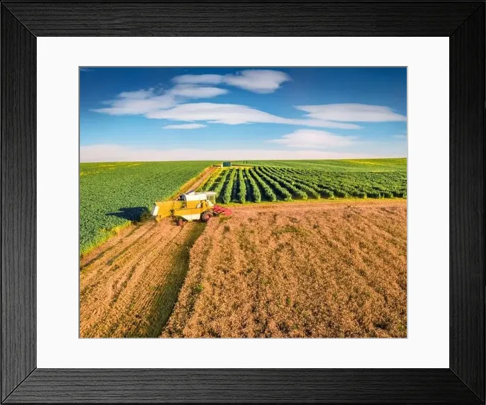 Framed Print : Combine harvester on the field of wheat Framed Print : Combine harvester on the field of wheat