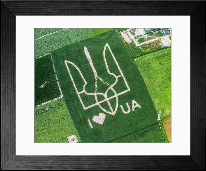 Framed Print : Giant symbol of the country of Ukraine is a trident created by corn sprouts in a corn field Framed Print : Giant symbol of the country of Ukraine is a trident created by corn sprouts in a corn field