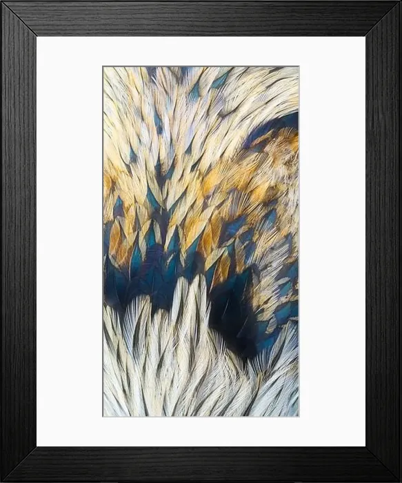 Framed Print : feathers abstract texture, closeup of birds plumage Framed Print : feathers abstract texture, closeup of birds plumage