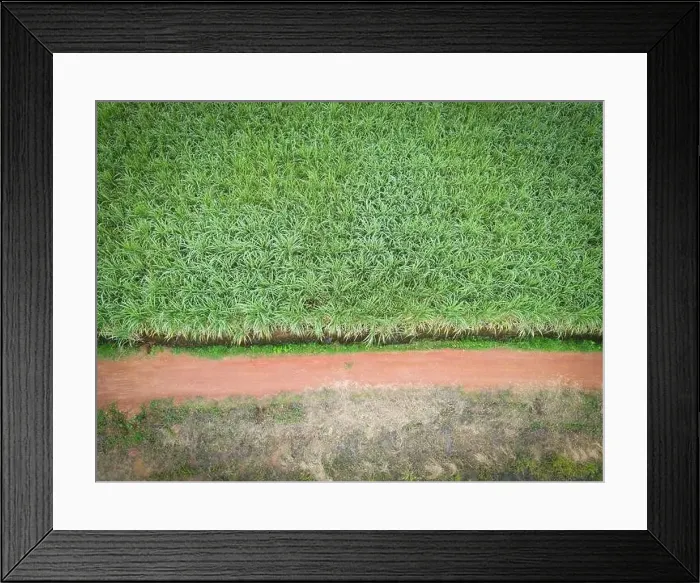 Framed Print : Aerial view sugarcane field nature plant agricultural farm background Framed Print : Aerial view sugarcane field nature plant agricultural farm background