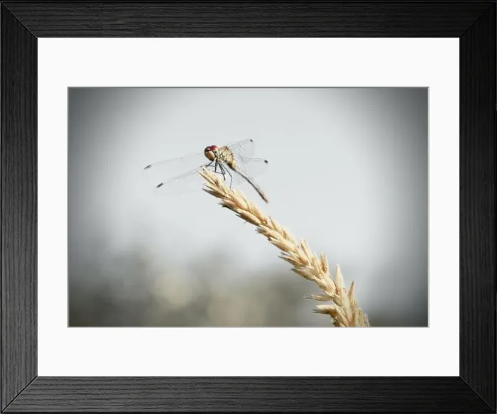 Framed Print : Dragonfly on yellow ear in fine art color Framed Print : Dragonfly on yellow ear in fine art color