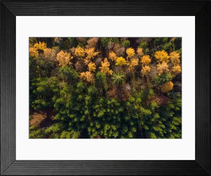 Framed Print : Shadows a falling in a autumn colored forest, drone shot straight from above Framed Print : Shadows a falling in a autumn colored forest, drone shot straight from above