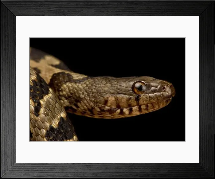 Framed Print : Brown Water Snake (Nerodia taxispilota) Framed Print : Brown Water Snake (Nerodia taxispilota)