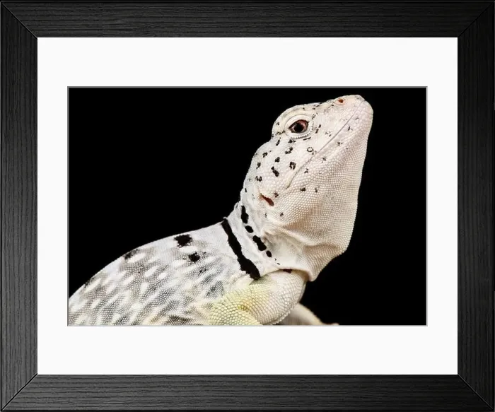 Framed Print : Black spotted collared lizard (Crotaphytus collaris melanomaculatus ) Framed Print : Black spotted collared lizard (Crotaphytus collaris melanomaculatus )