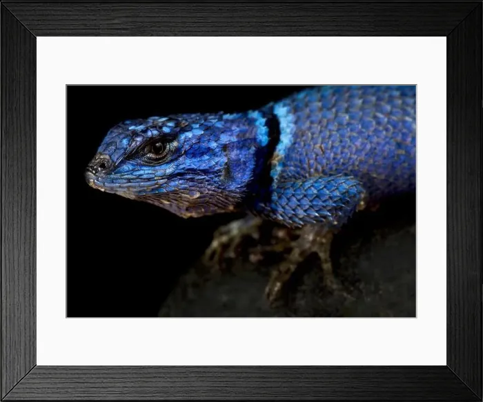 Framed Print : Minor Lizard (Sceloporus minor minor ) Framed Print : Minor Lizard (Sceloporus minor minor )