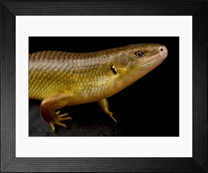 Framed Print : Major skink (Bellatorias frerei ) Framed Print : Major skink (Bellatorias frerei )