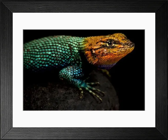 Framed Print : Guatemalan Emerald Spiny Lizard (Sceloporus taeniocnemis) Framed Print : Guatemalan Emerald Spiny Lizard (Sceloporus taeniocnemis)