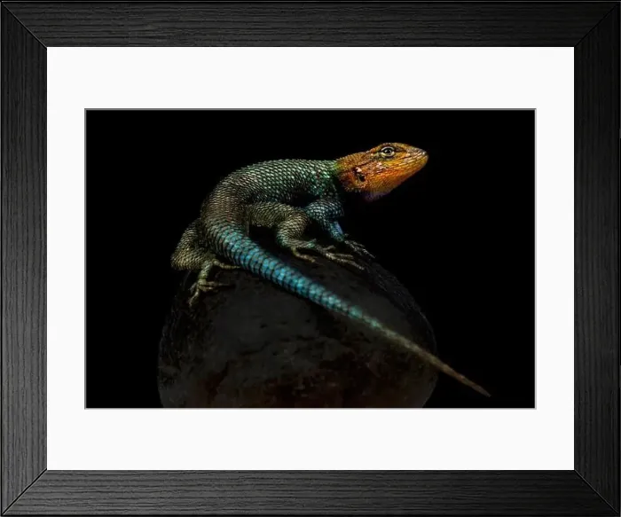 Framed Print : Guatemalan Emerald Spiny Lizard (Sceloporus taeniocnemis) Framed Print : Guatemalan Emerald Spiny Lizard (Sceloporus taeniocnemis)
