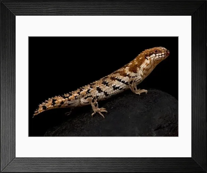 Framed Print : Pygmy spiny tailed skink (Egernia depressa) Framed Print : Pygmy spiny tailed skink (Egernia depressa)