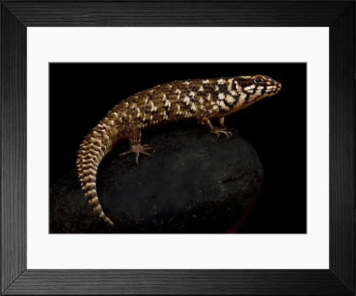 Framed Print : Hosmer's spiny-tailed skink (Egernia hosmeri) Framed Print : Hosmer's spiny-tailed skink (Egernia hosmeri)
