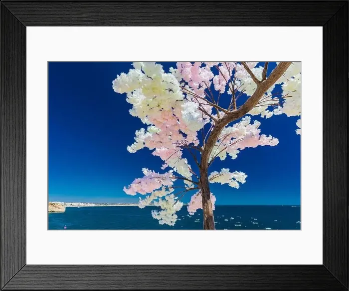 Framed Print : Aerial drone panoramic views of Praia Nova and Praia de Nossa beach, Algarve, Portugal Framed Print : Aerial drone panoramic views of Praia Nova and Praia de Nossa beach, Algarve, Portugal