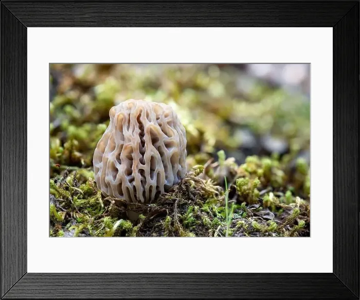 Framed Print : Macro shot of Morchella esculenta growing in the woods. Common morel, yellow morel, true morel mushroom Framed Print : Macro shot of Morchella esculenta growing in the woods. Common morel, yellow morel, true morel mushroom