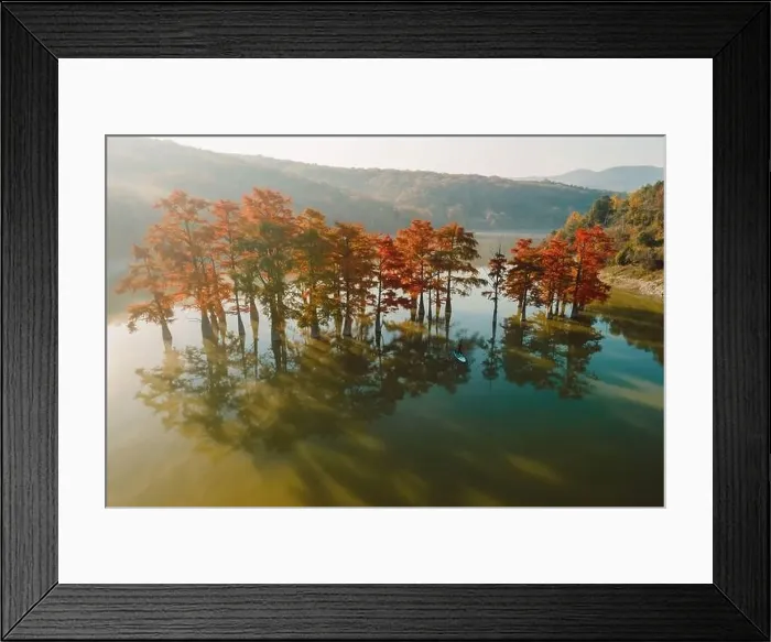 Framed Print : Aerial view with woman on paddle on stand up paddle board at the lake with autumnal Taxodium distichum trees Framed Print : Aerial view with woman on paddle on stand up paddle board at the lake with autumnal Taxodium distichum trees