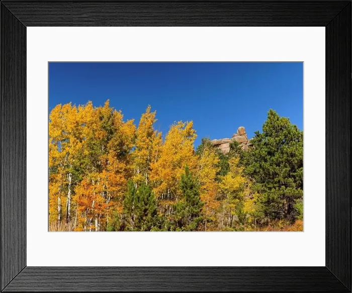 Framed Print : Yellow aspens on a fall day in Vedauwoo, Wyoming Framed Print : Yellow aspens on a fall day in Vedauwoo, Wyoming