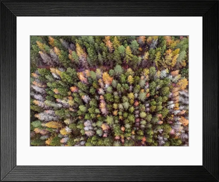 Framed Print : A drone view of a forest in Wales turning into Autumn colours Framed Print : A drone view of a forest in Wales turning into Autumn colours
