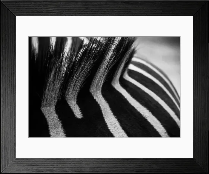 Framed Print : Zebra Pattern Background. High quality photo Framed Print : Zebra Pattern Background. High quality photo