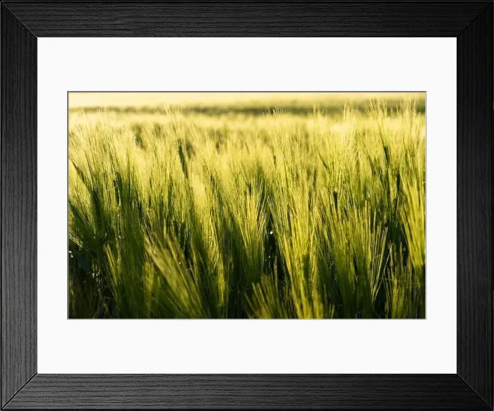 Framed Print : Green field in rural area. Landscape of agricultural cereal fields Framed Print : Green field in rural area. Landscape of agricultural cereal fields