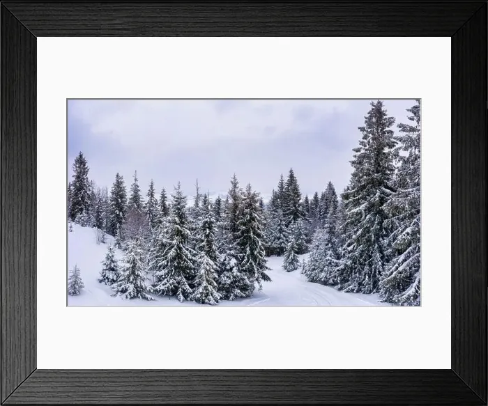 Framed Print : Fabulous snow-covered panorama of spruce trees Framed Print : Fabulous snow-covered panorama of spruce trees
