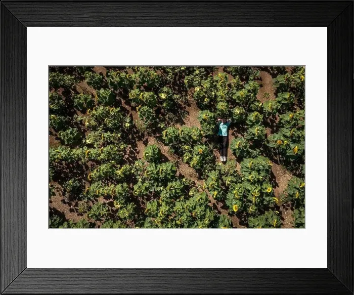 Framed Print : Summer and nature lover. A caucasian man is lying in a field of blooming sunflowers Framed Print : Summer and nature lover. A caucasian man is lying in a field of blooming sunflowers